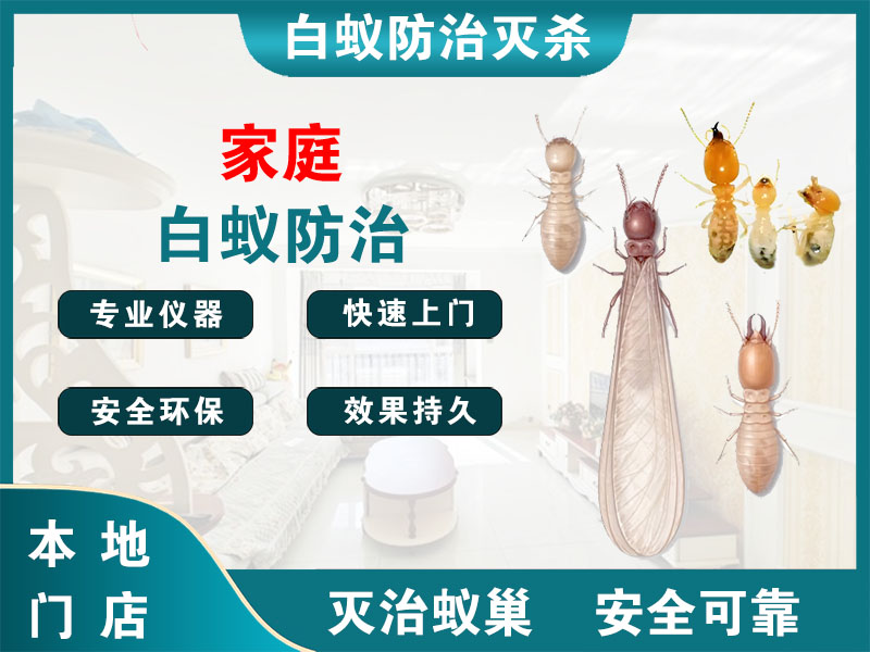 上虞家庭白蚁防治